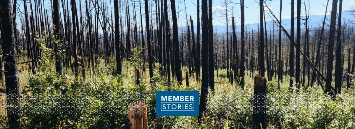 Hero image: Forest that was destroyed by wildfire