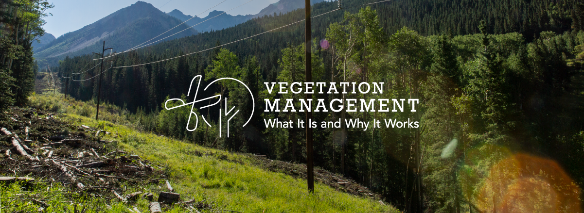 Vegetation Management: What It Is and Why It Works