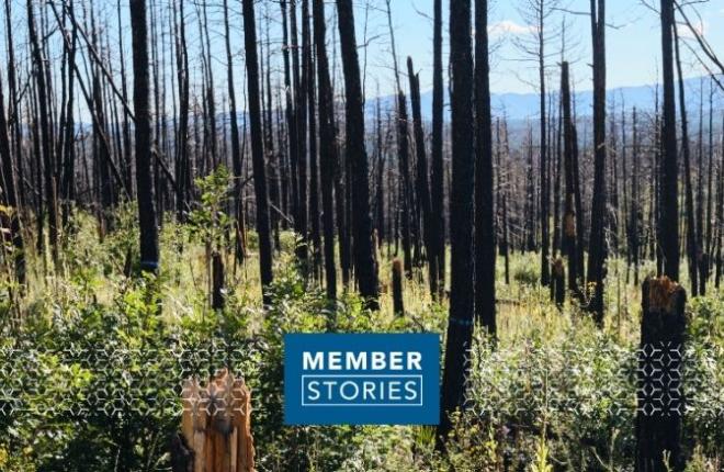Hero image: Forest that was destroyed by wildfire