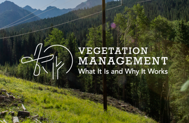 Vegetation Management: What It Is and Why It Works