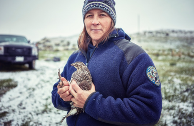 Greater Sage-grouse