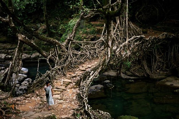 living tree bridge.jpg