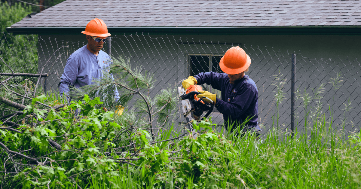 vegetation management